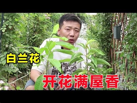 京劇 張飛 白玉蘭花種植禁忌